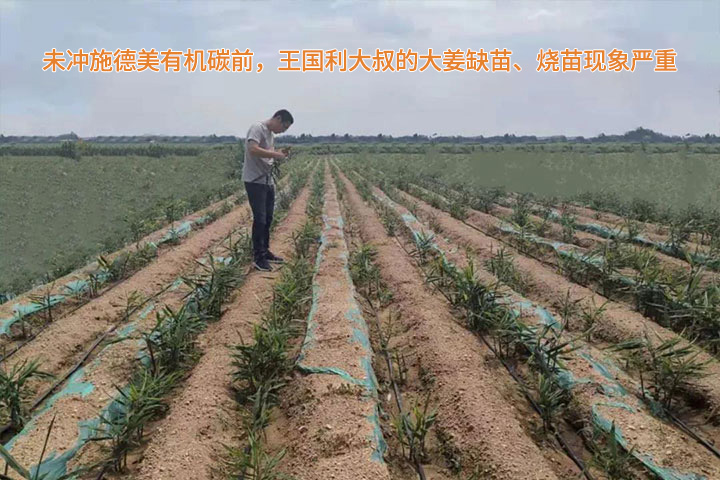 Demei organic carbon fertilizer usage case(图1)