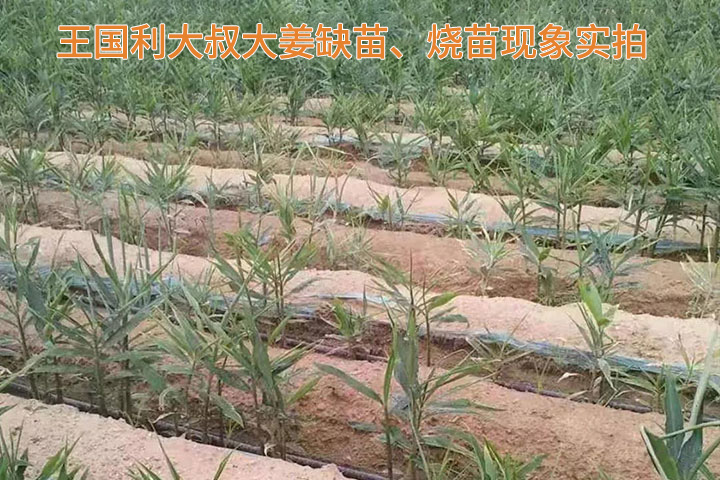 Demei organic carbon fertilizer usage case(图2)