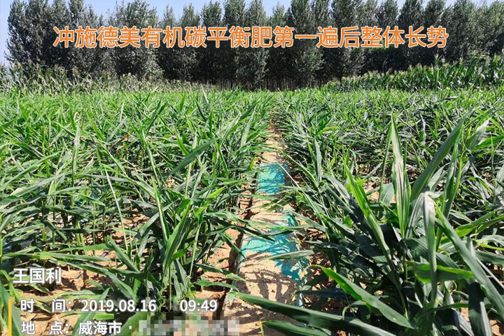 Demei organic carbon fertilizer usage case(图3)