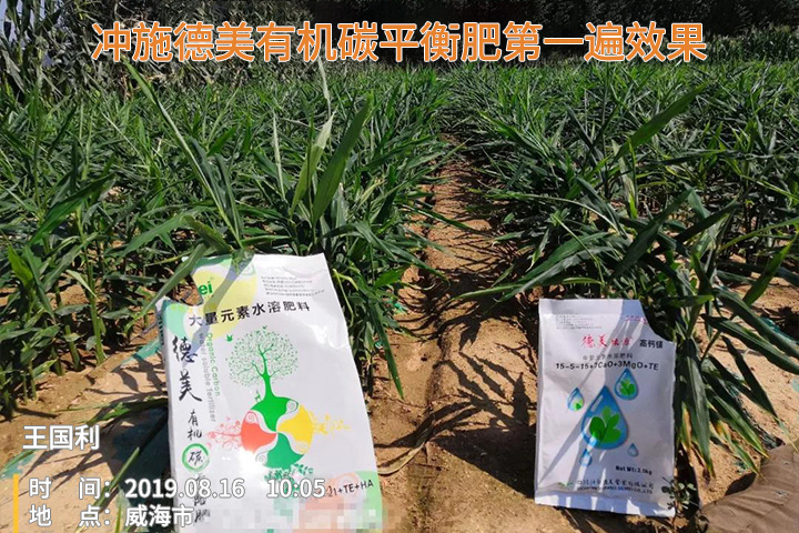 Demei organic carbon fertilizer usage case(图4)