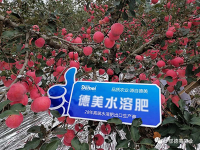 Shaanxi Master Wei Orchard Case (图2)